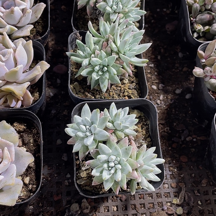 白菊群带盆土发货