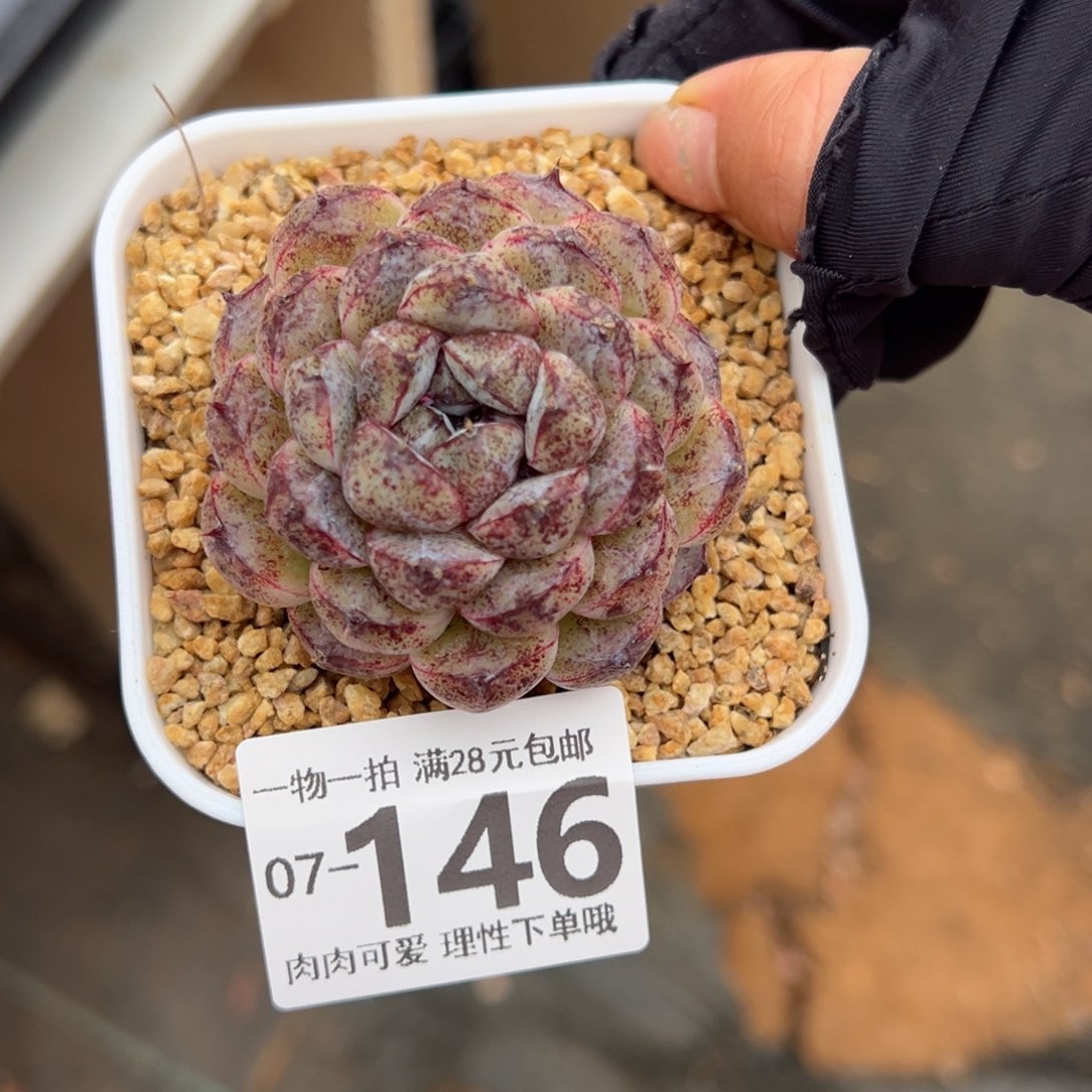 每****持赤水晶多肉多肉多肉多肉