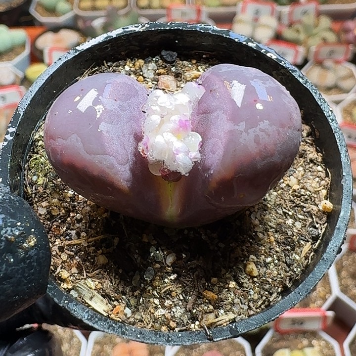 生石花11111111。  215