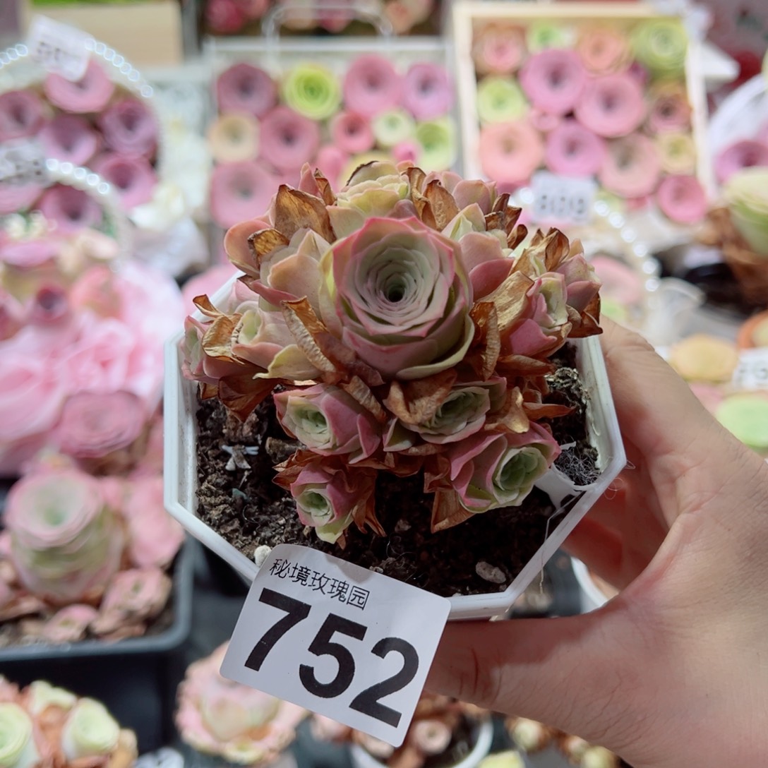752草莓慕斯捧花群。  一物一拍