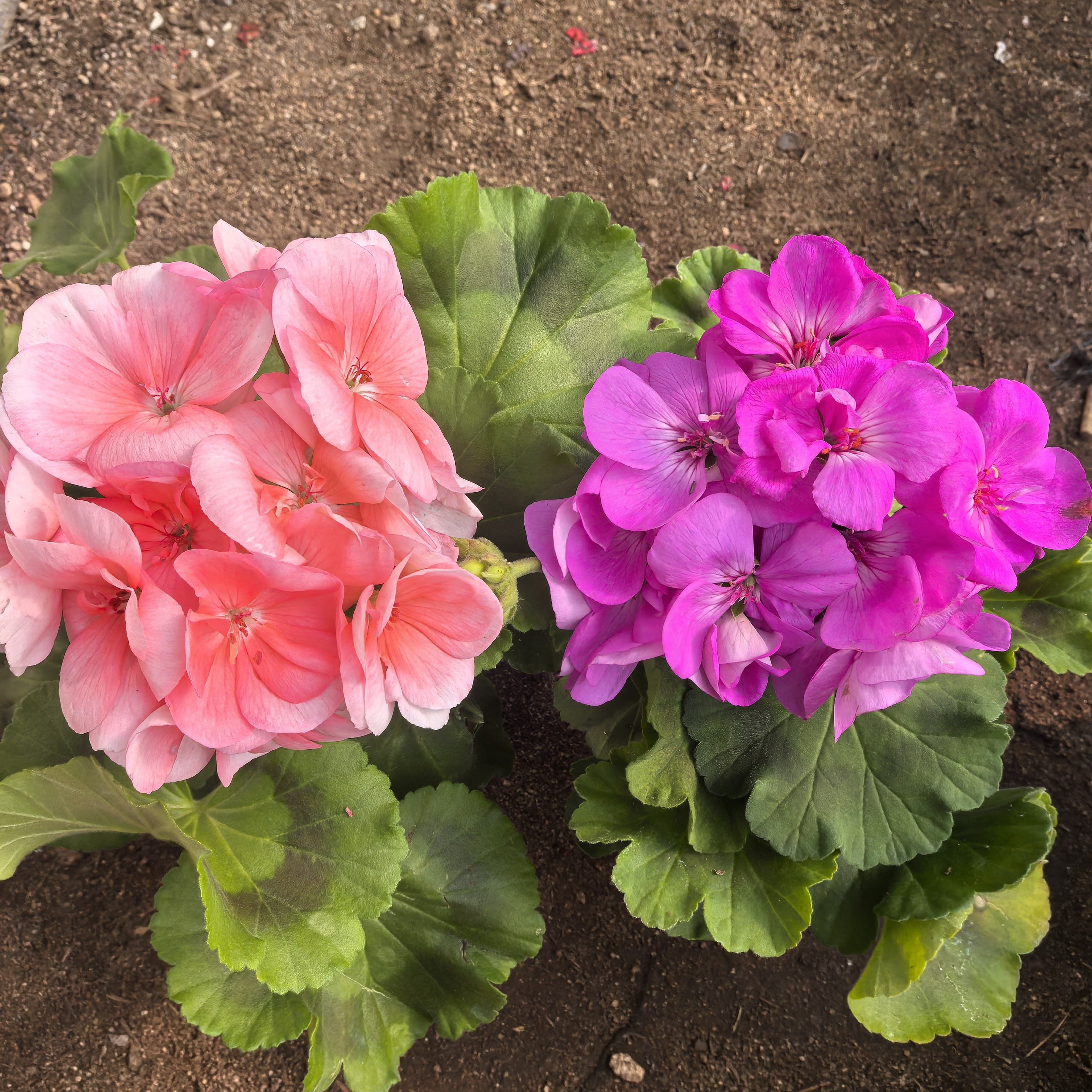 【菲舍857+湛蓝的天空】2颗天竺葵组合(包对版)带花苞发货