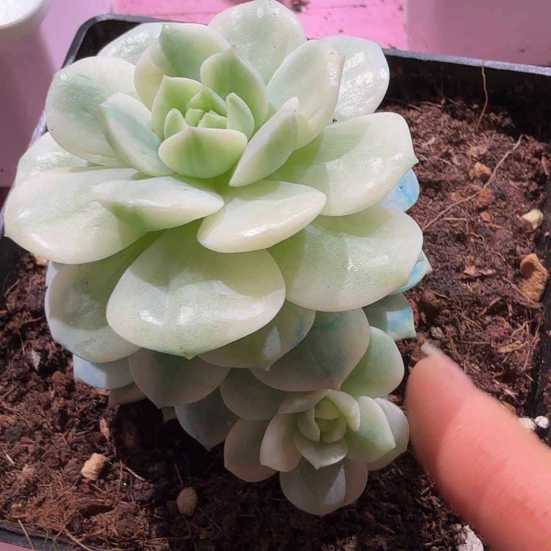 醉心锦，多肉植物。