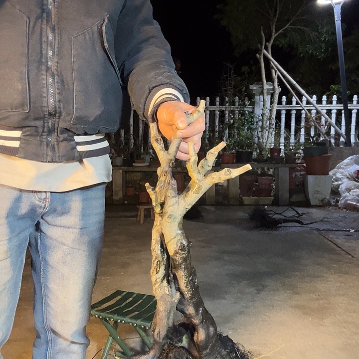 花***少无花朵盆景素材老鸦柿