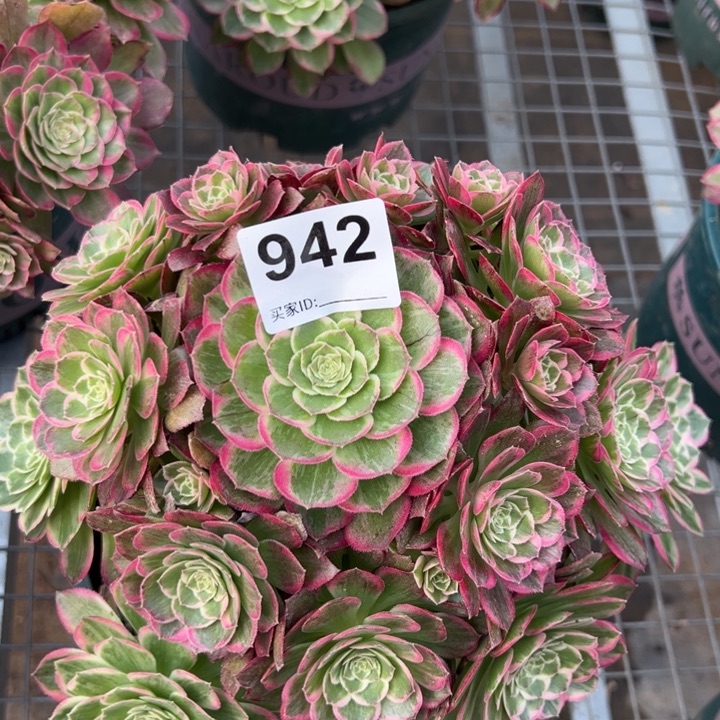  942莲花22厘米左右