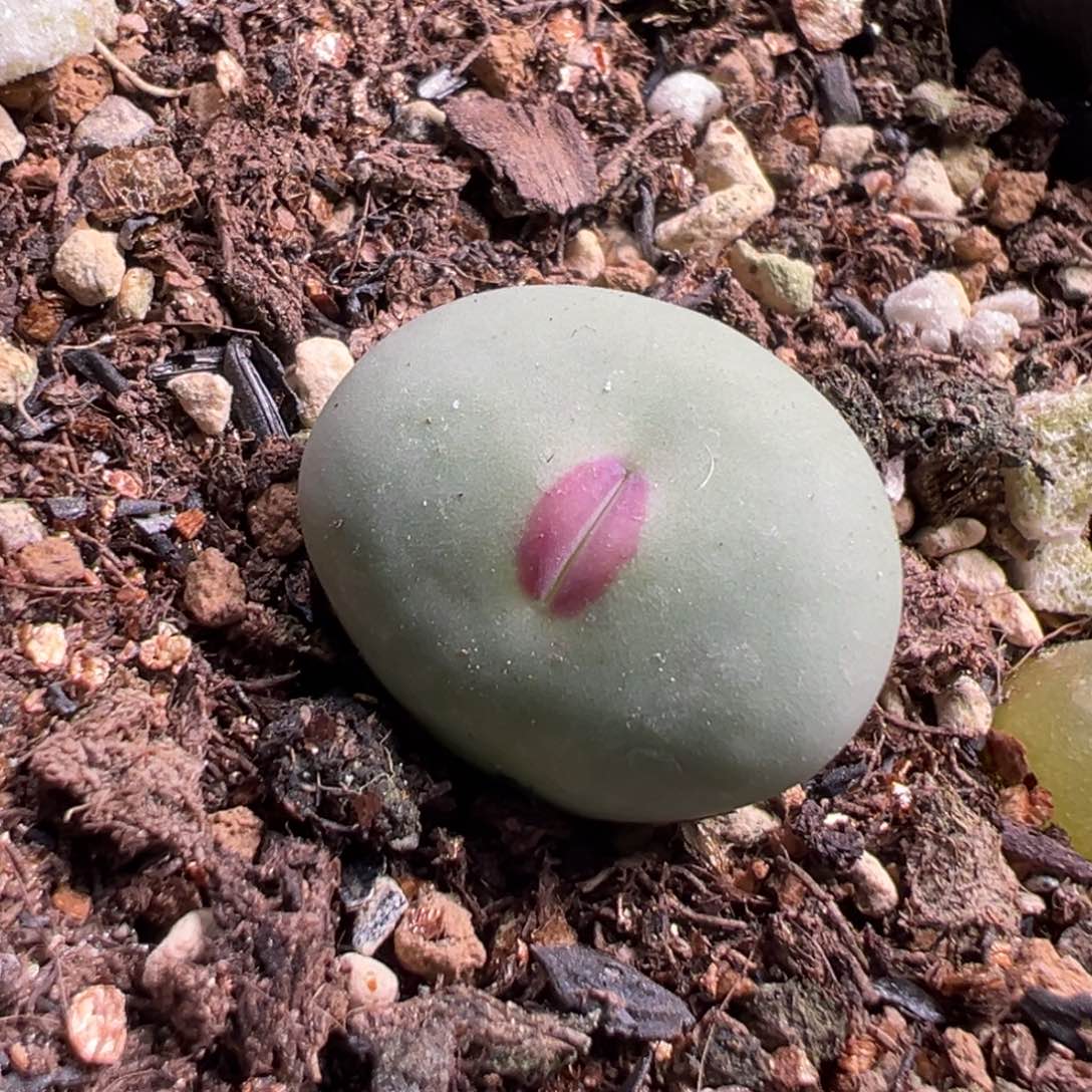 多肉植物119号大红嘴