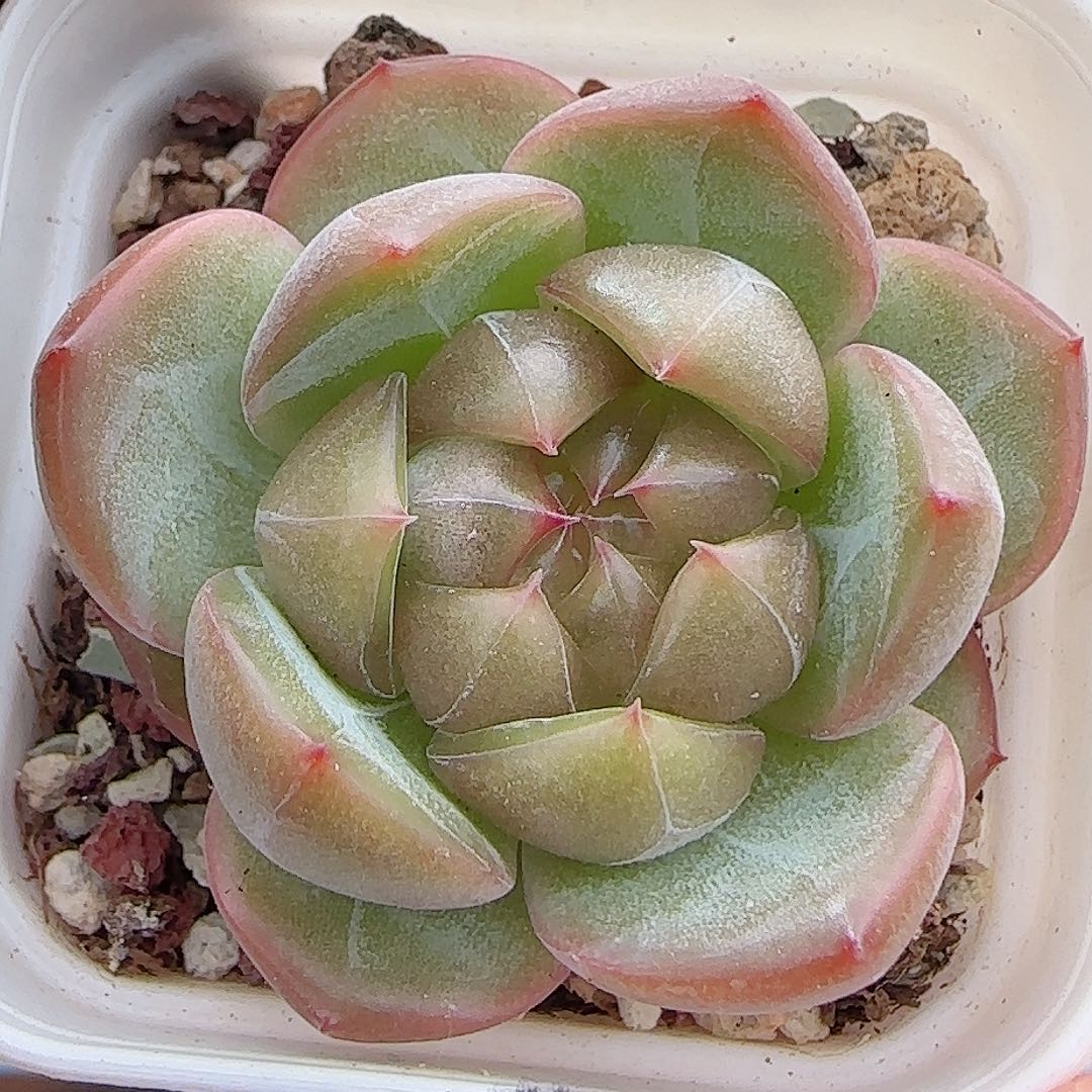 多肉0906-208珍妮