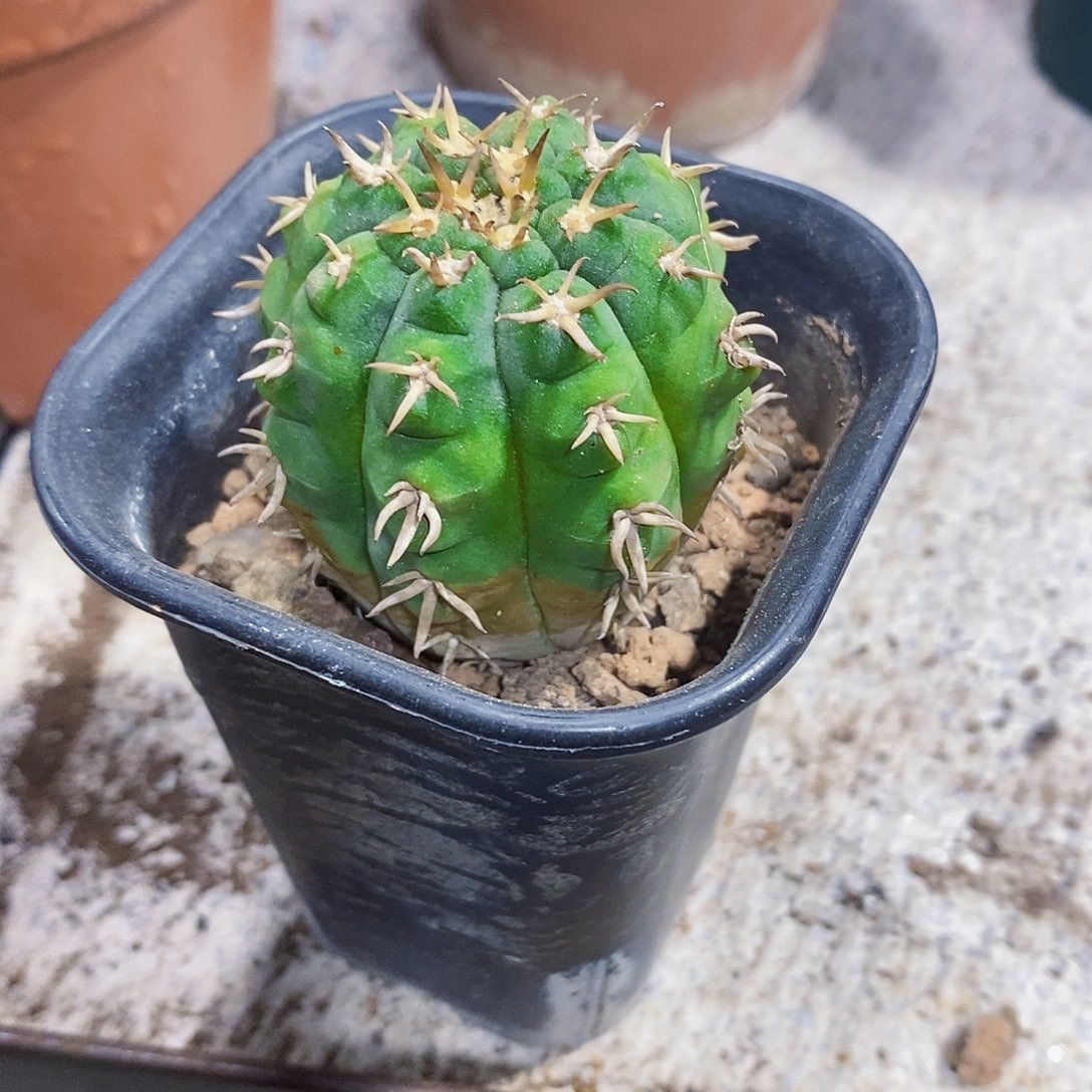 猫抓111111111111111个