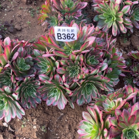 372安娜老桩不包断枝