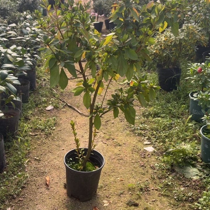 完全开放梦飞白杜鹃花