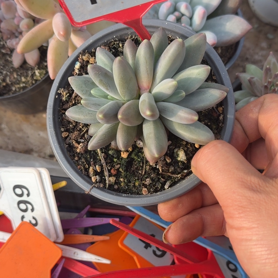 多肉植物欧若拉群769