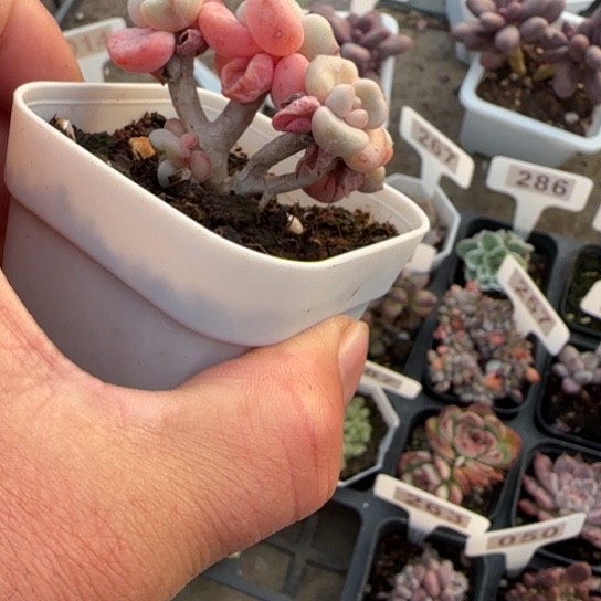 103花班鹿多肉植物多