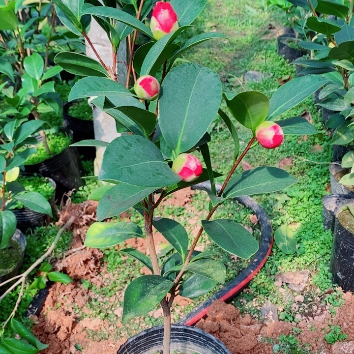 完全开放四季茶花