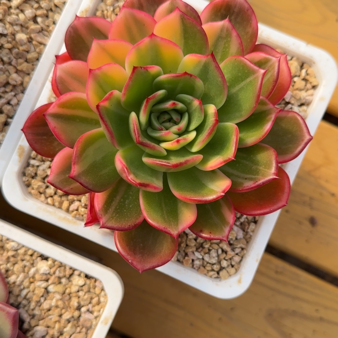 多肉植物链接的肉肉