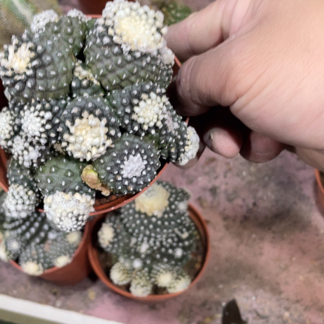 貂***儿无花朵墨蝶仙人球仙人掌