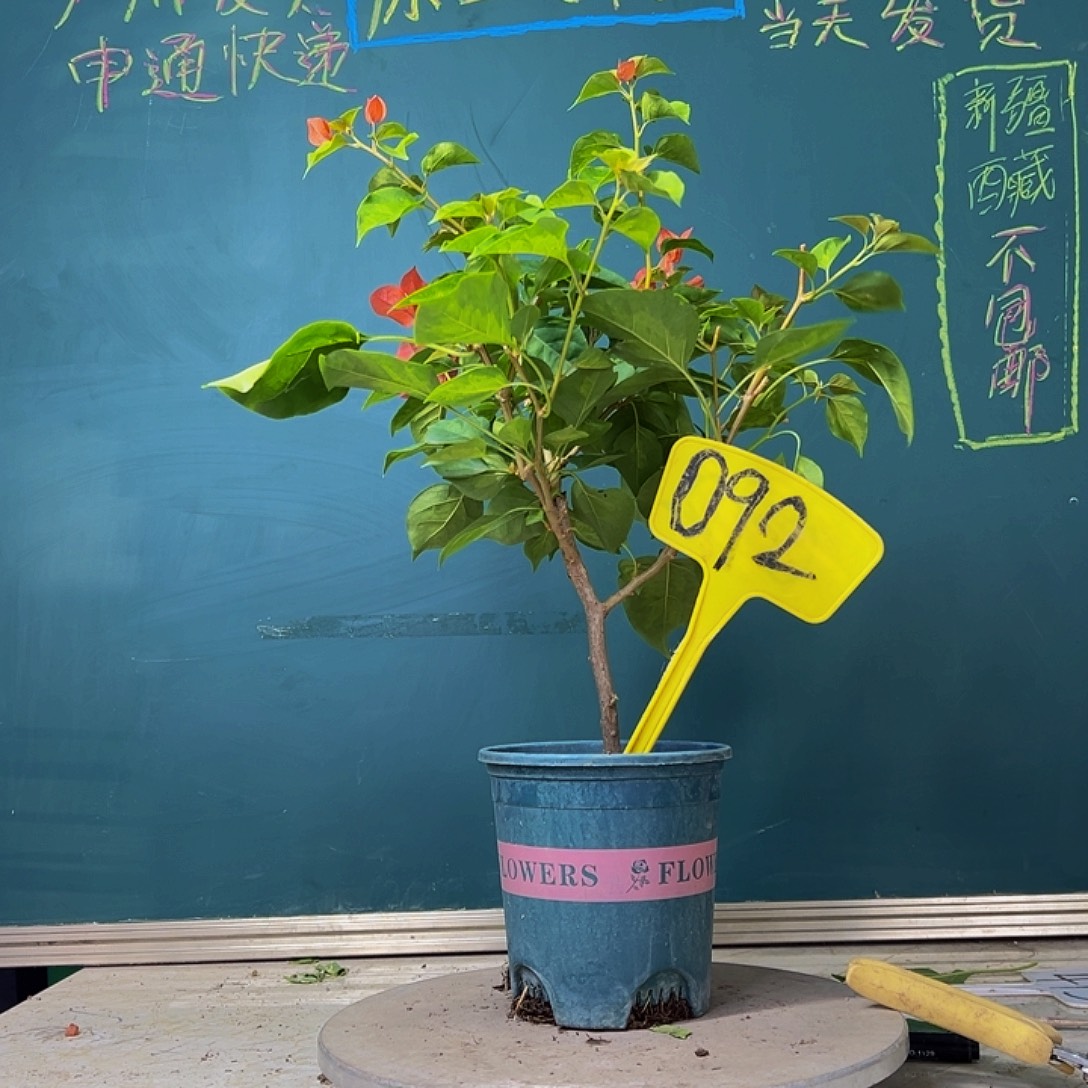 当前无花栽培后可以开花暗斑夕阳红 092