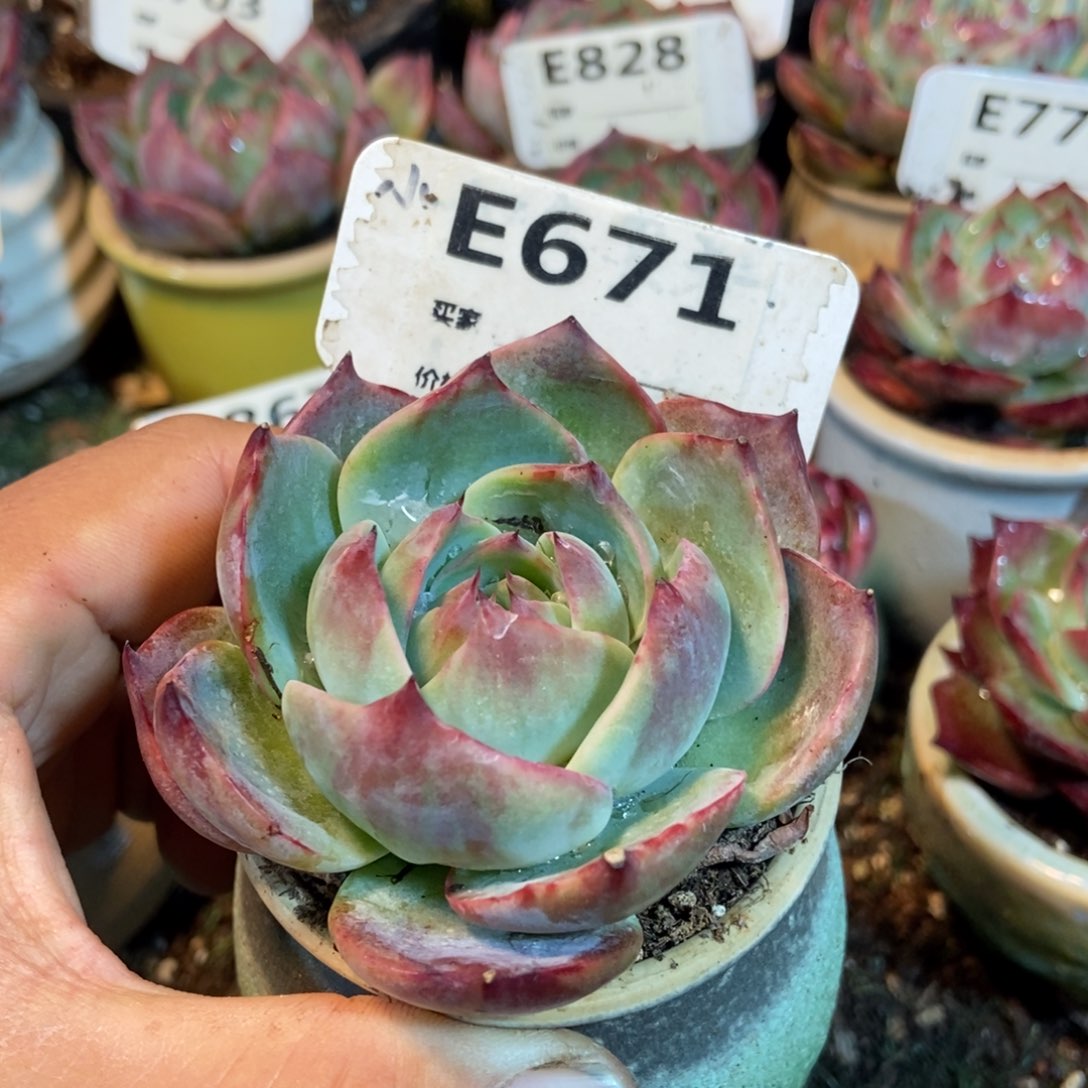 惊鸿一瞥671号楼多肉