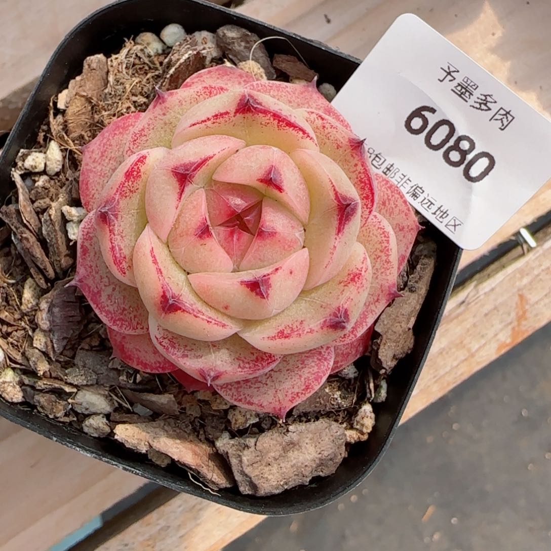 金辉珍妮，6080多肉植物