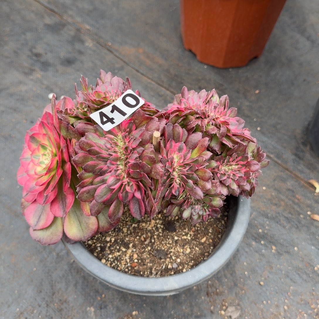 执***着410多肉植物荔枝缀