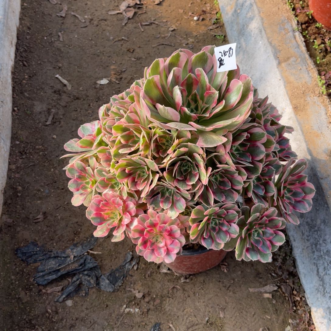 11-24-83粉女巫初恋法师锦