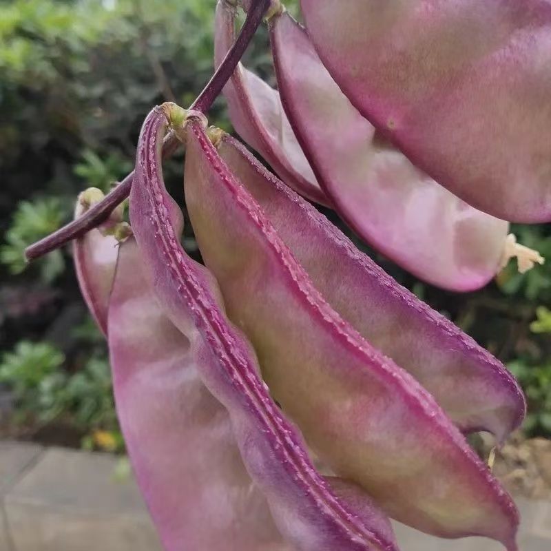 广西横县新鲜蔬菜豆角紫扁豆3斤装