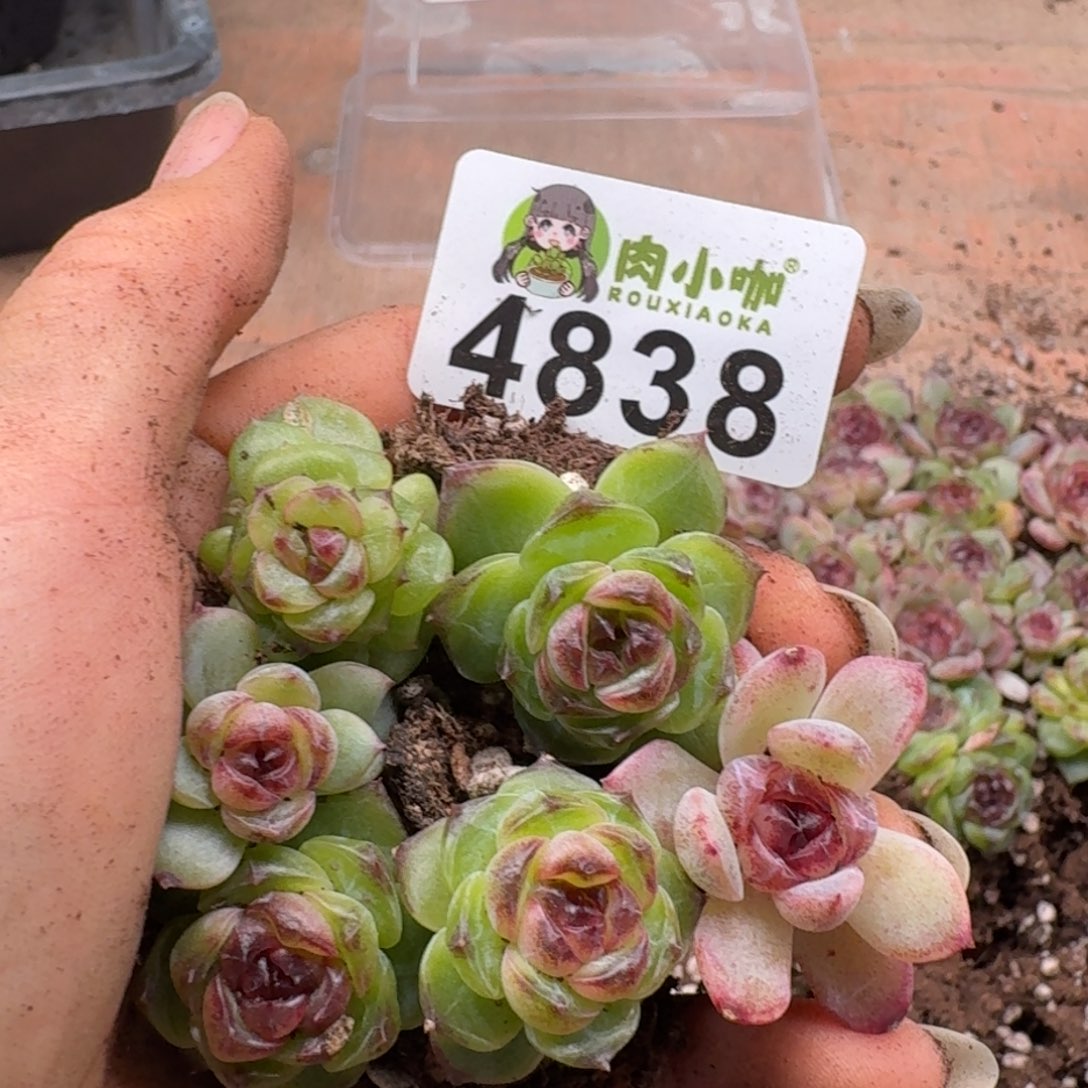 多肉植物多肉植物