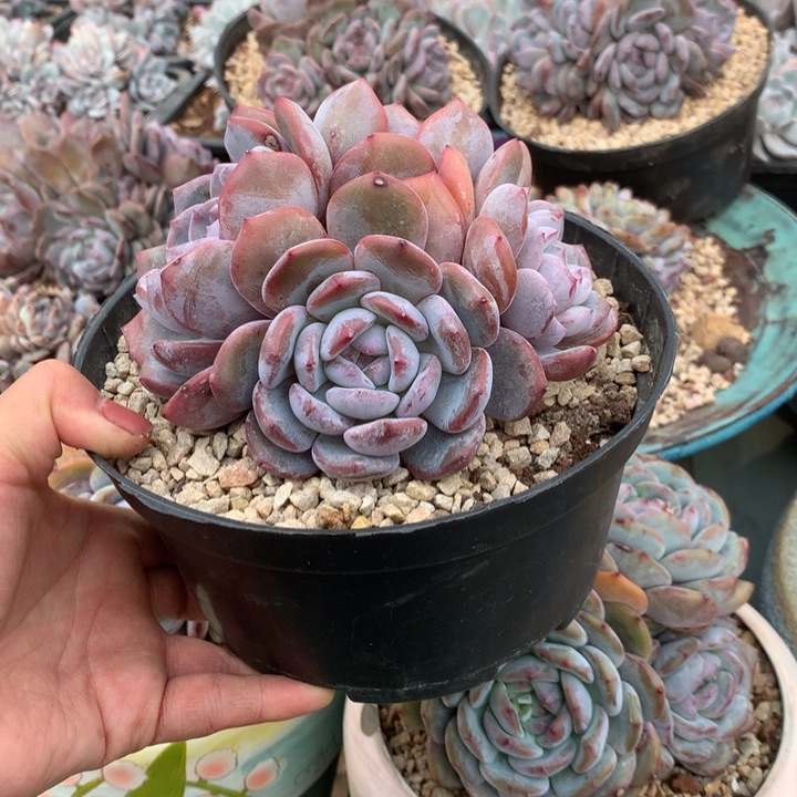 花花花花花花花花花