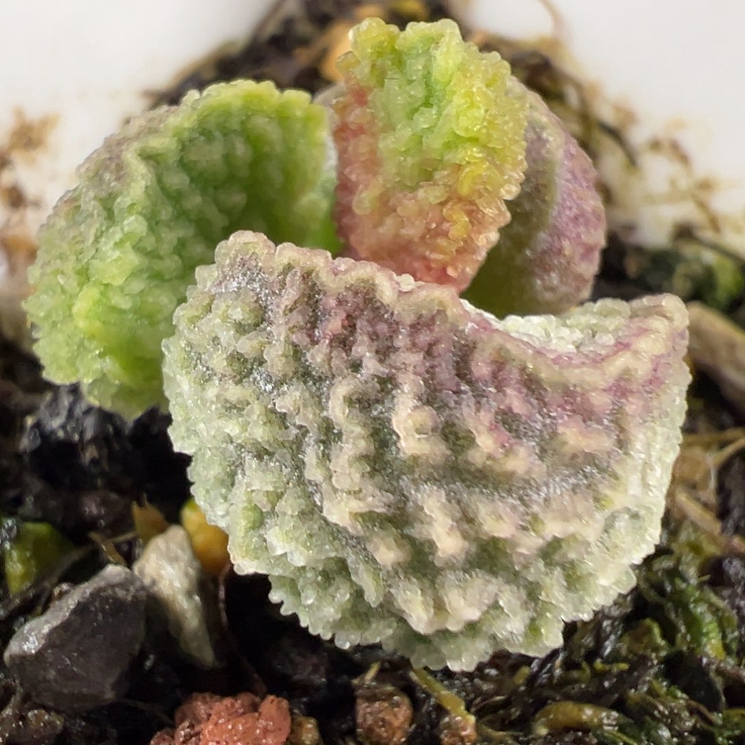 腰子型实生新品多肉植物水泡