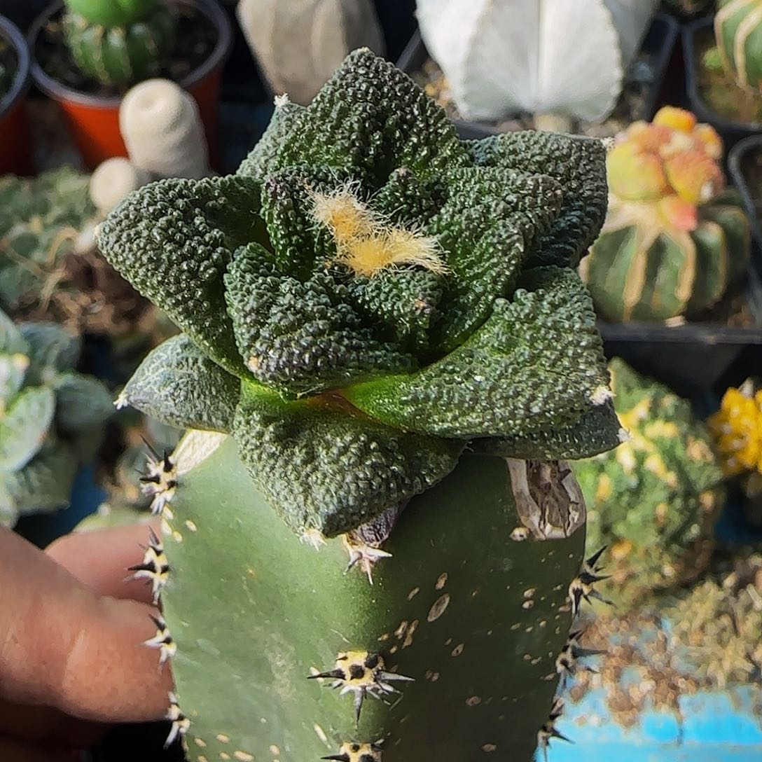 辛顿牡丹537仙人球