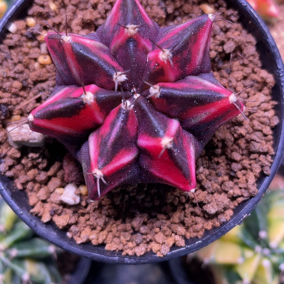 1-286米哈锦4.7厘米