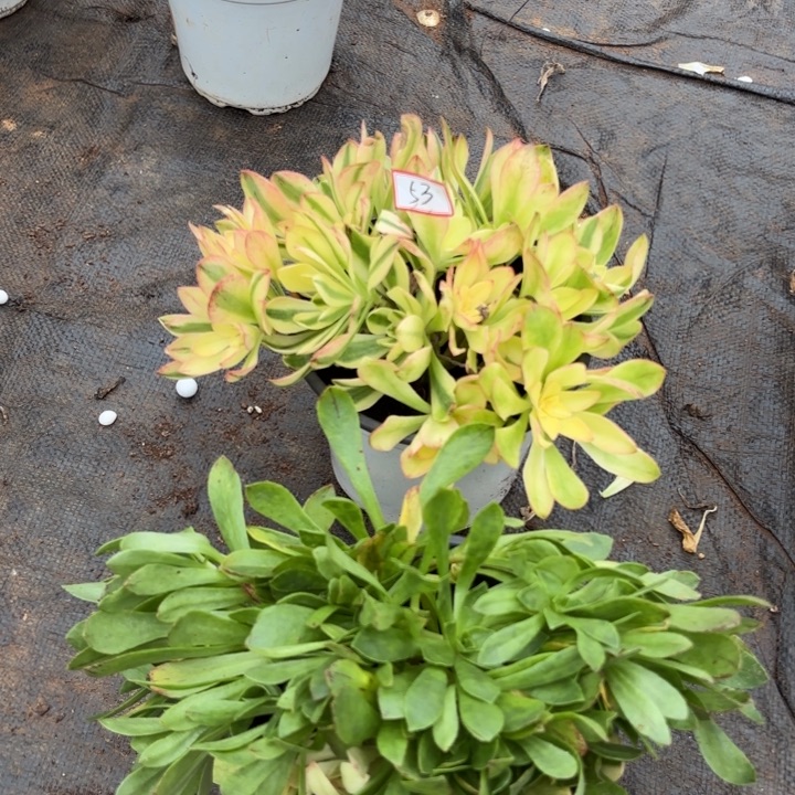 无花朵 053特价荷花无根无售后