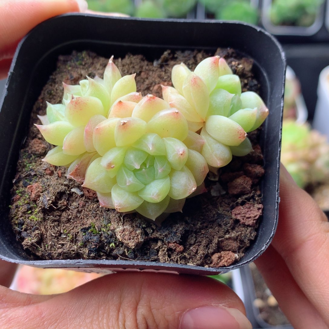 58包邮  群生不包整 23