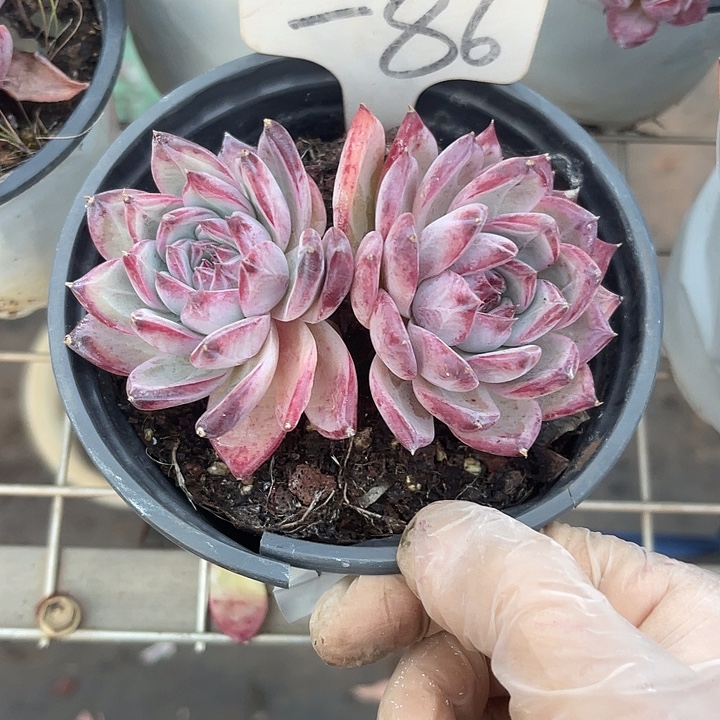 两单包邮，一物一拍86卡系 