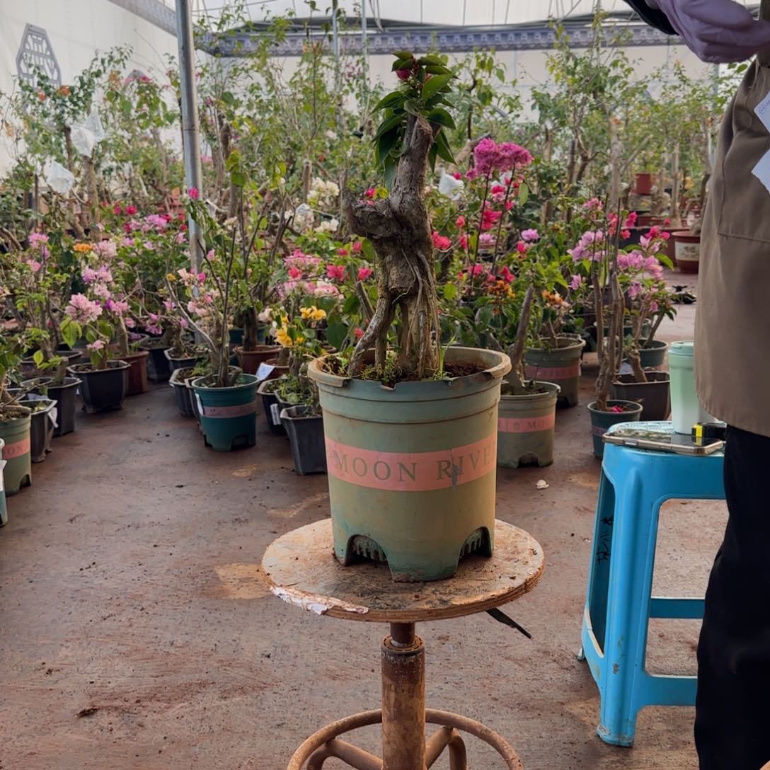 大部分开放少量花苞小桃红 6脱