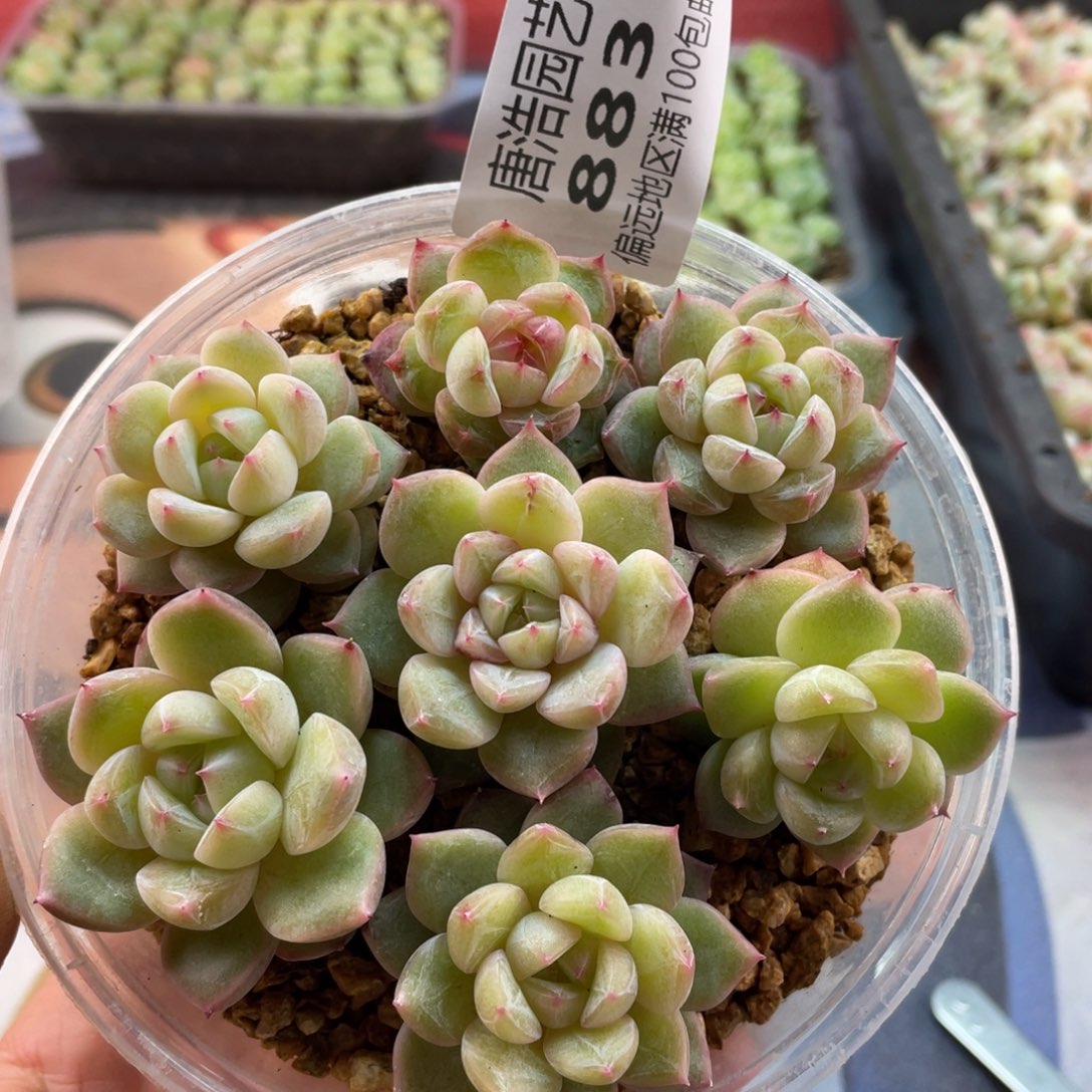 竹璃一物一拍883..“