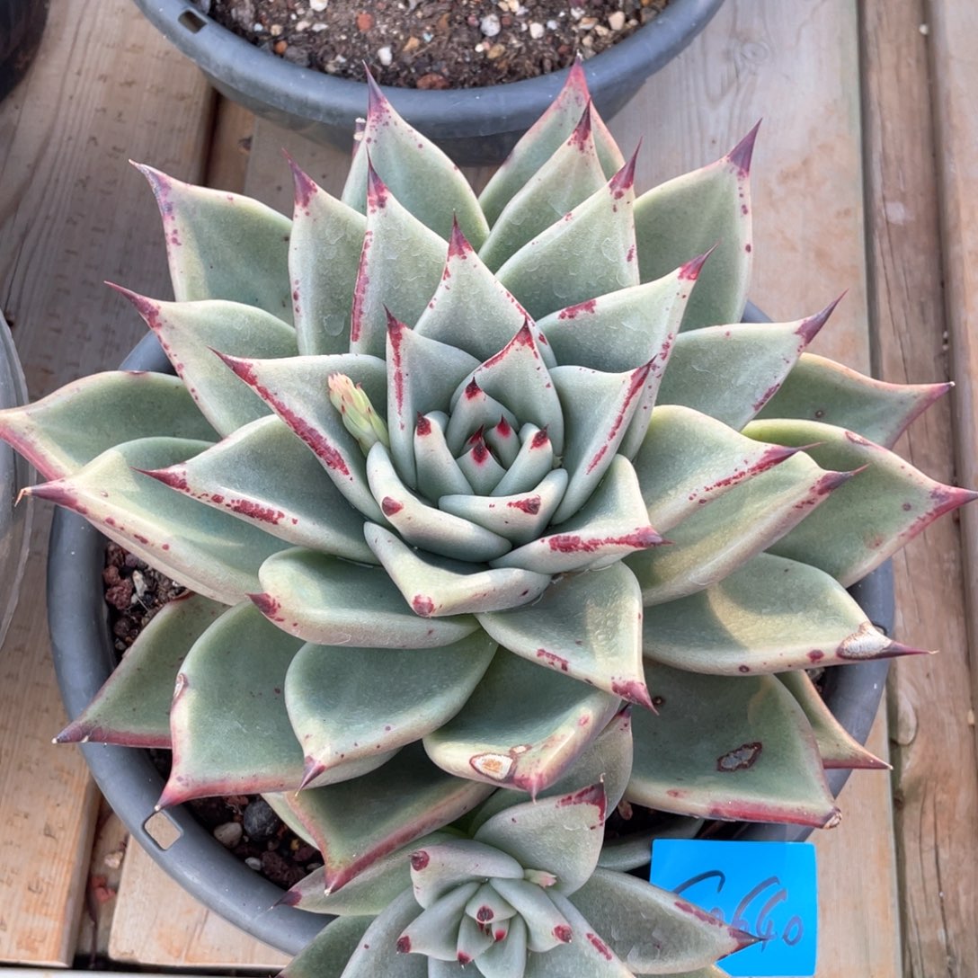 多肉植物多肉植物0640