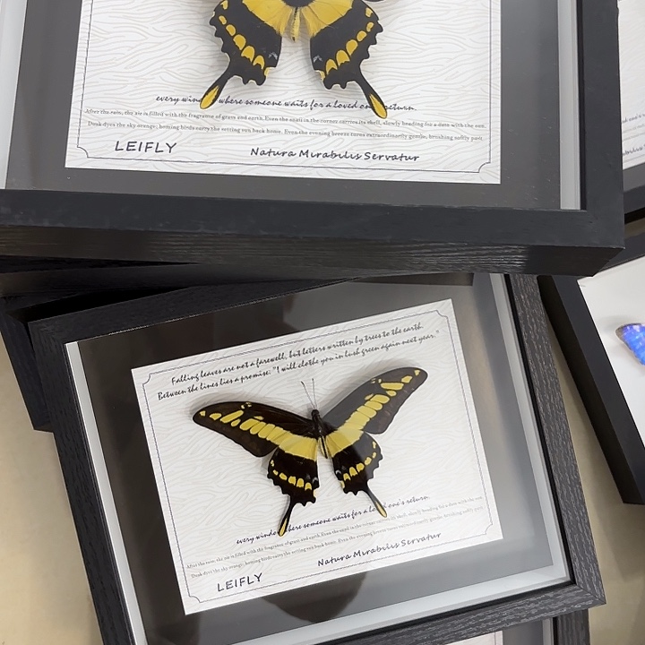 十寸新背景敏止凤蝶