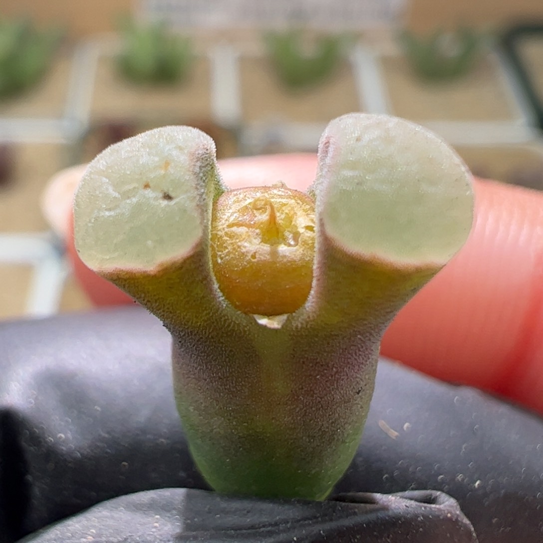 编号混合两年美风铃一颗733。 