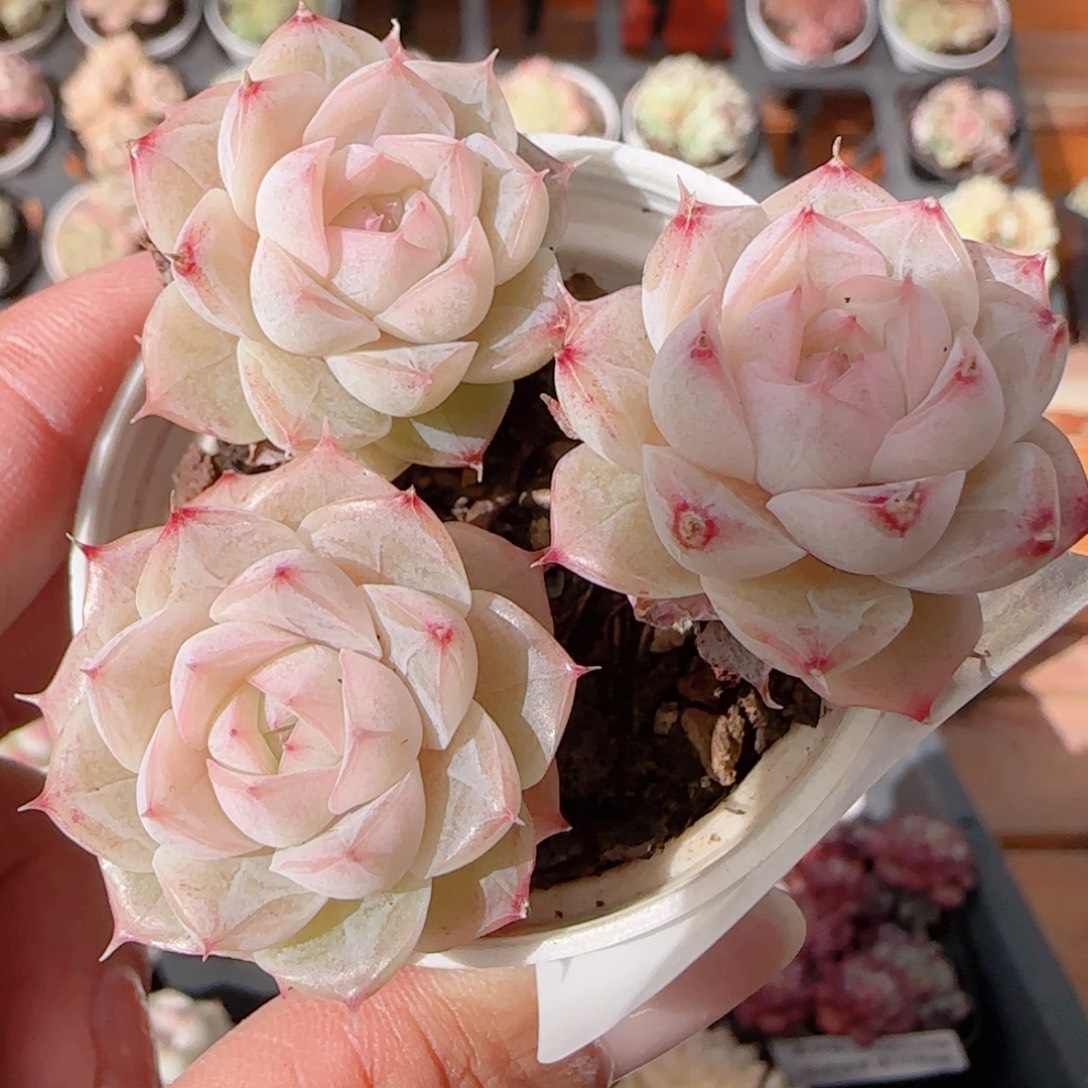 花语多肉1212-311女王散