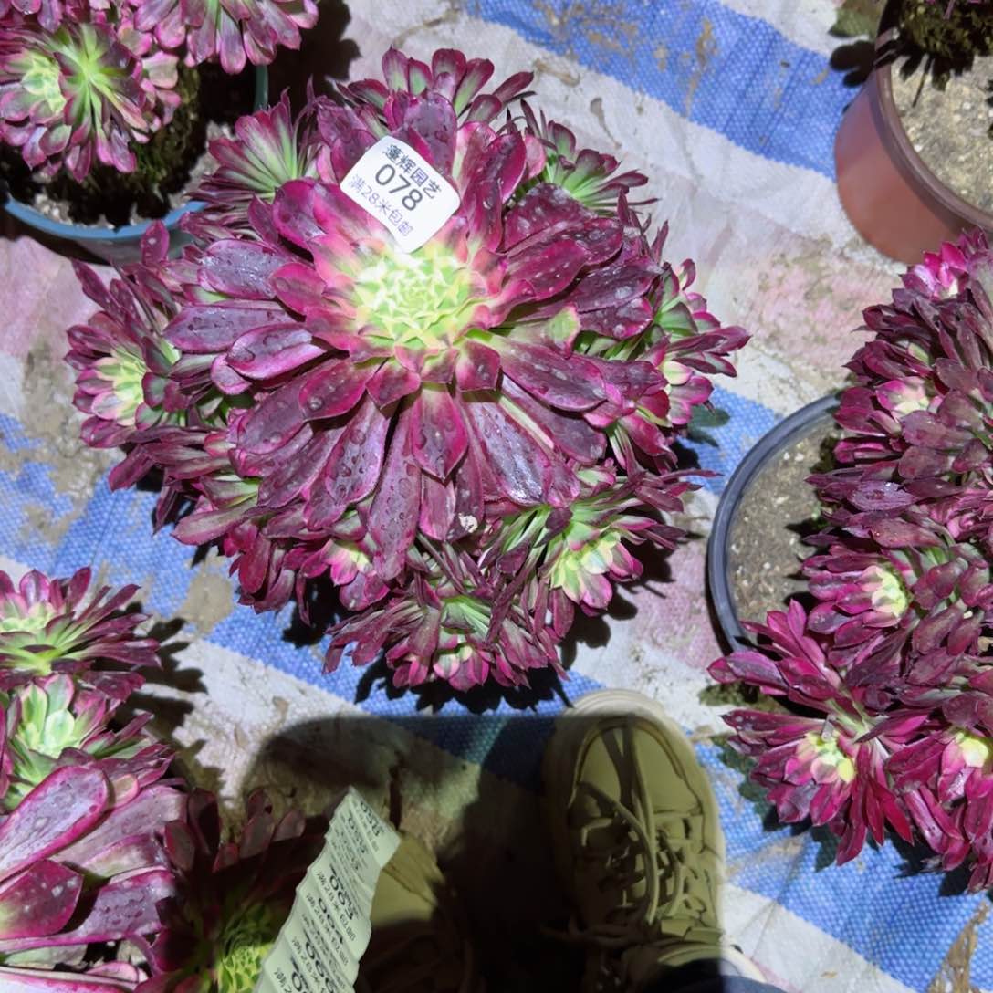 天合法师多肉078