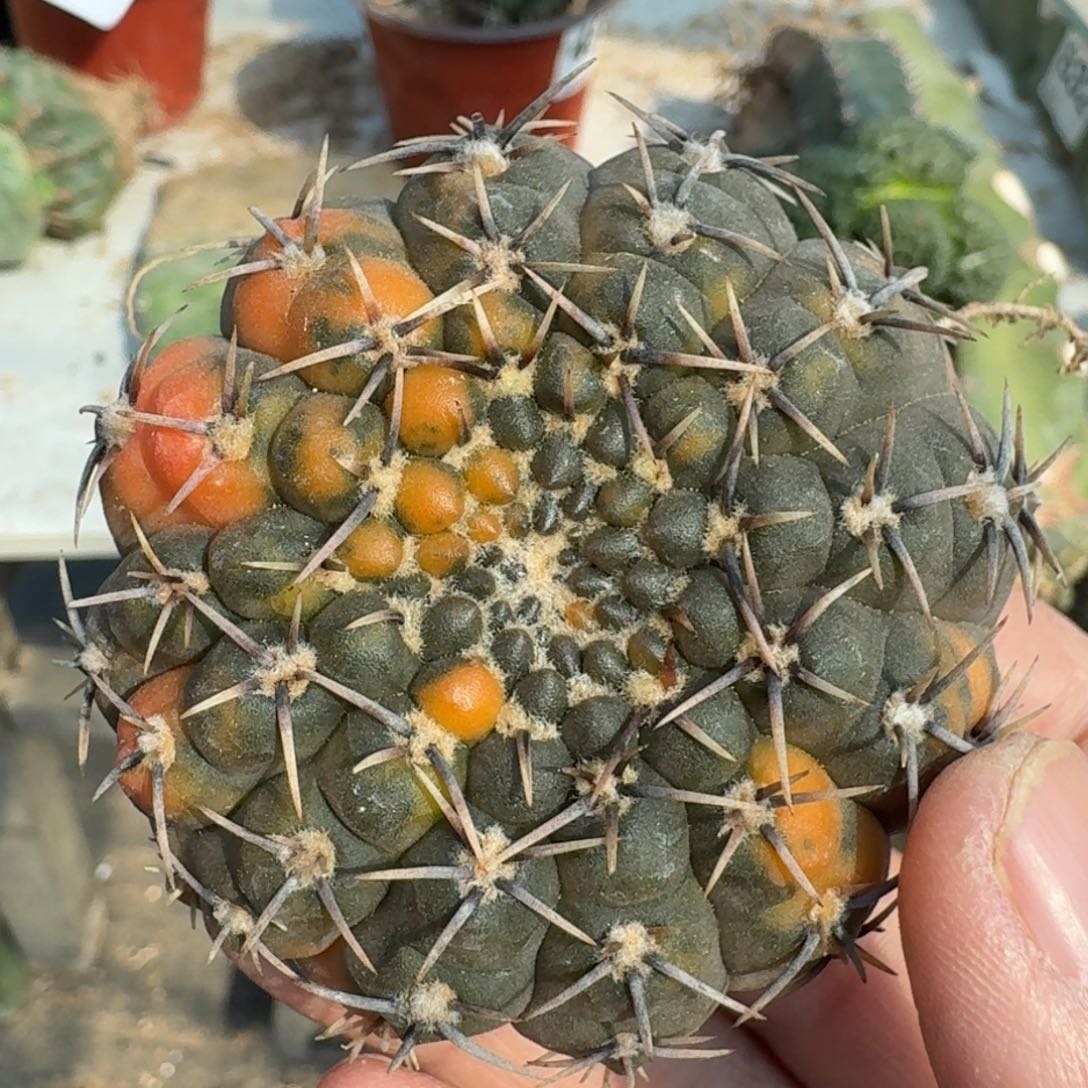 【闪购商品】自根黑刺凤头花锦