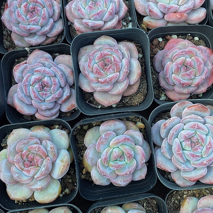 6.5方网红星影带盆土