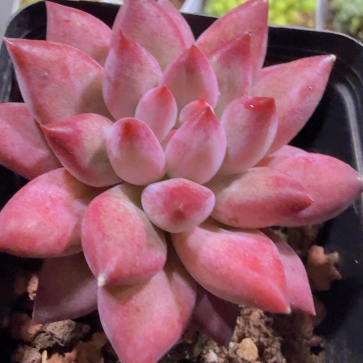 韩版金鱼姬王炸一颗