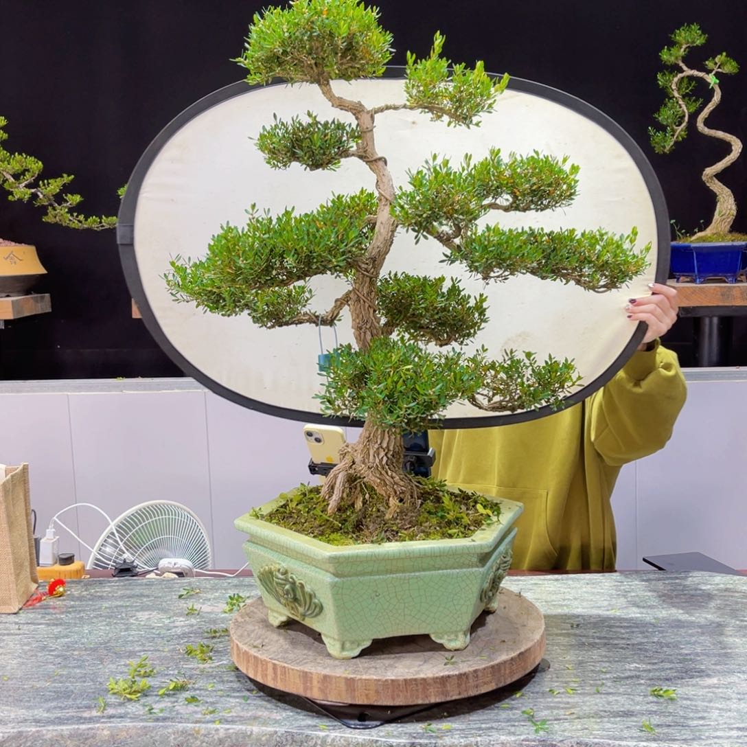 四季常青老桩黄杨盆景