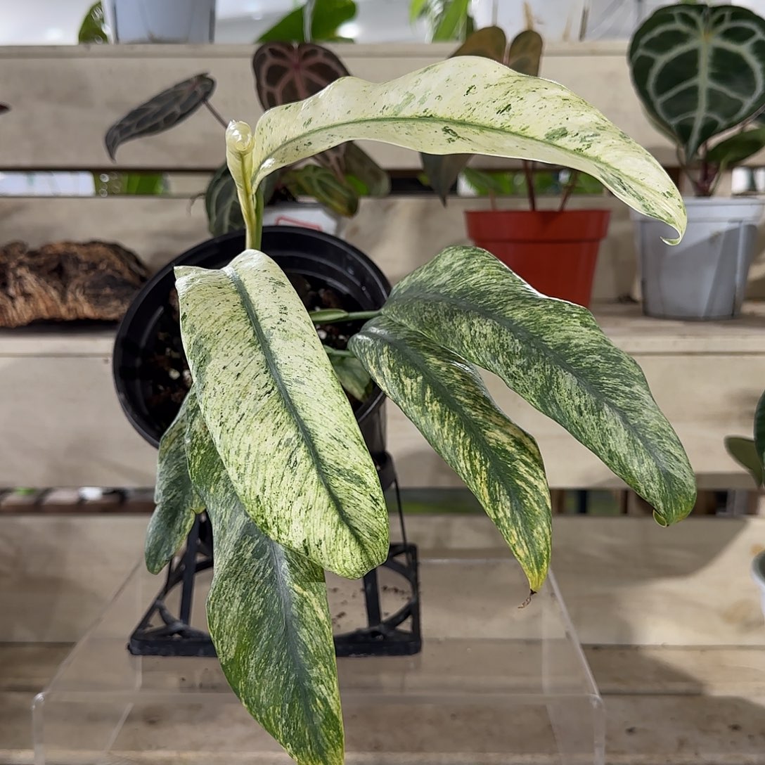 无花朵羽毛锦蔓绿绒