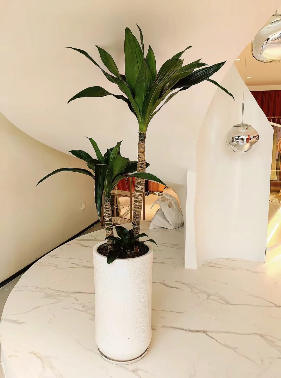 荷花铁美人铁盆栽花卉绿植观叶吸甲醛植物净化空气室内耐阴