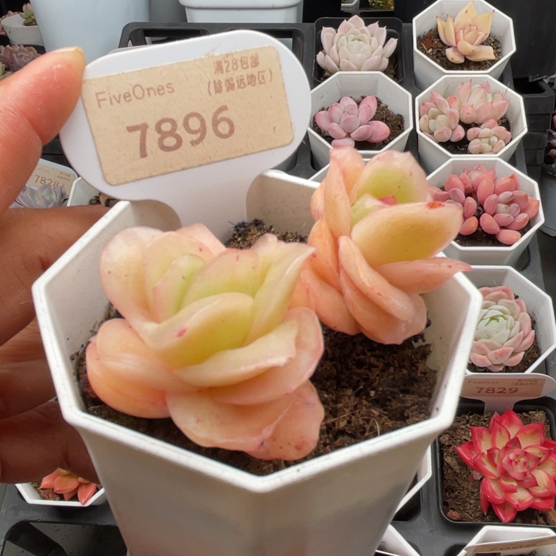冰玫瑰7896-6.0厘米
