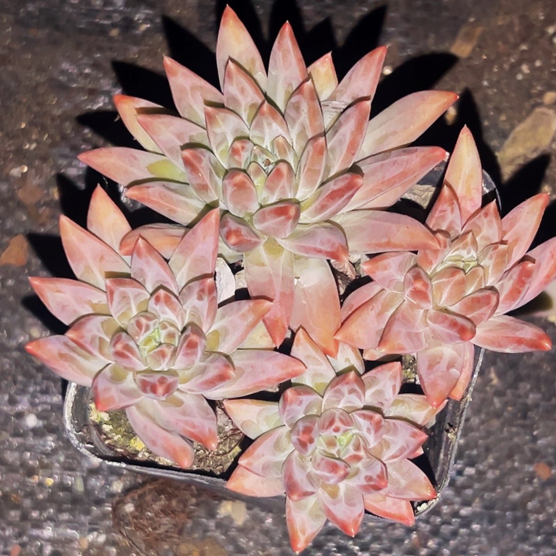 桔云多肉美人精品系列