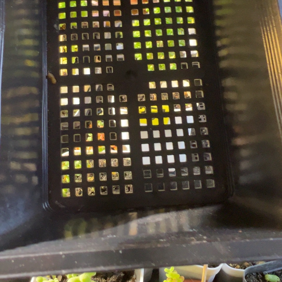 影***多枝干番杏多肉植物补发