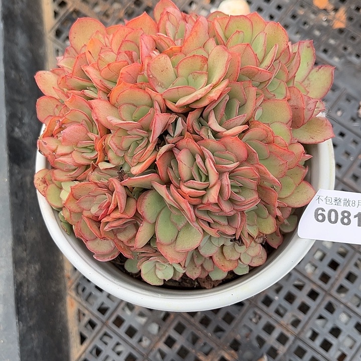 阿雅园艺。      6081秀妍