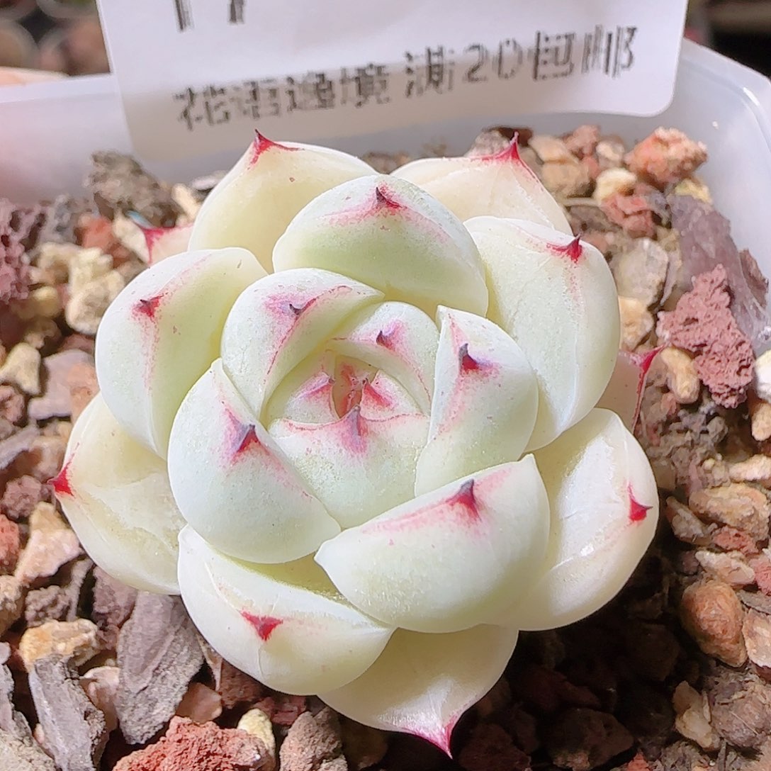 花语逸镜1128-17小